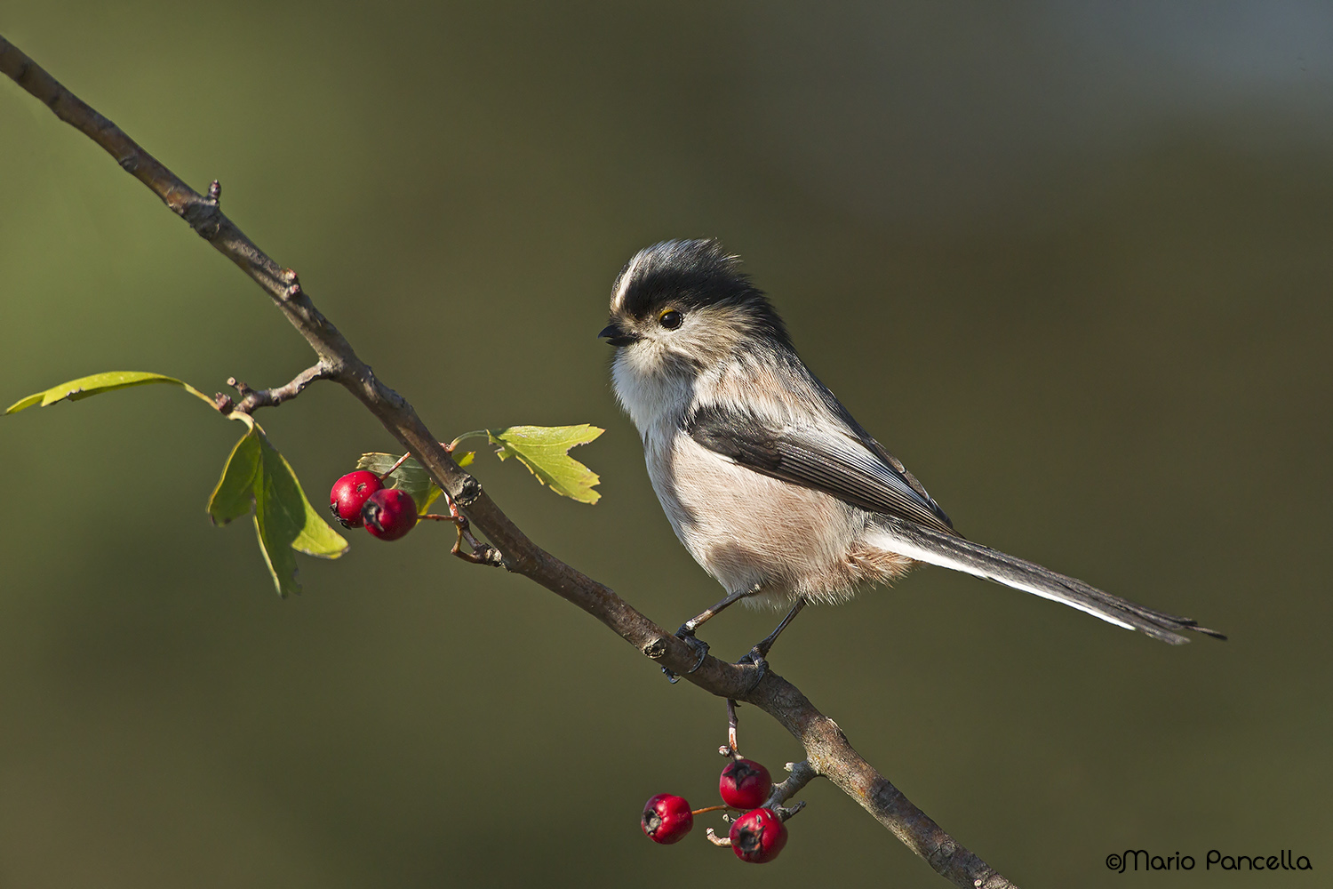 Un piccolo diavoletto