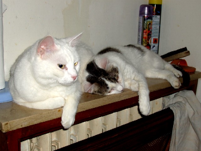 luna e pepe rilassati