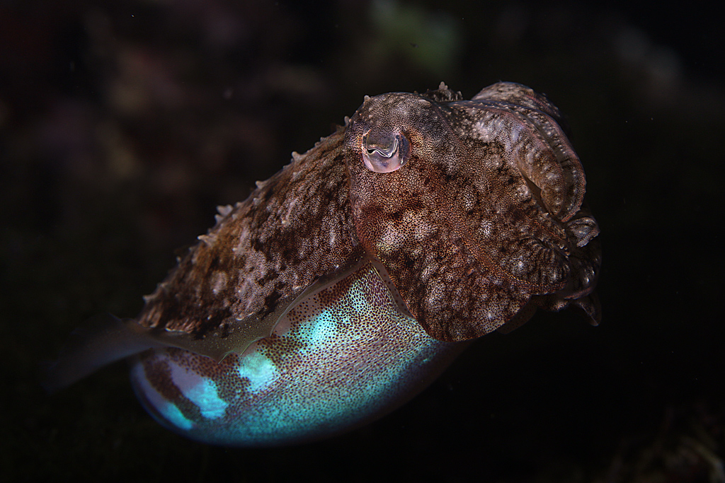 Cacciatrice notturna