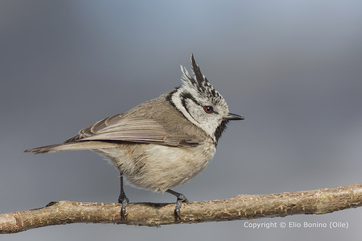 Cincia dal ciuffo (Lophophanes cristatus)