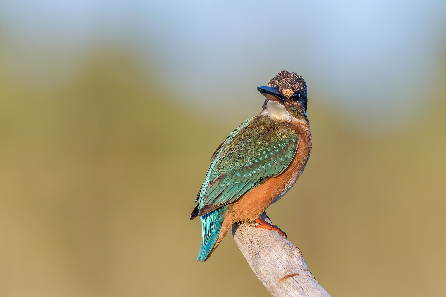 Ancora lei... la Martinella