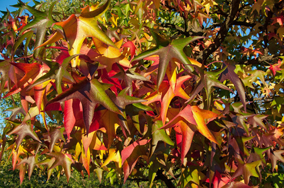 le foglie dell'autunno