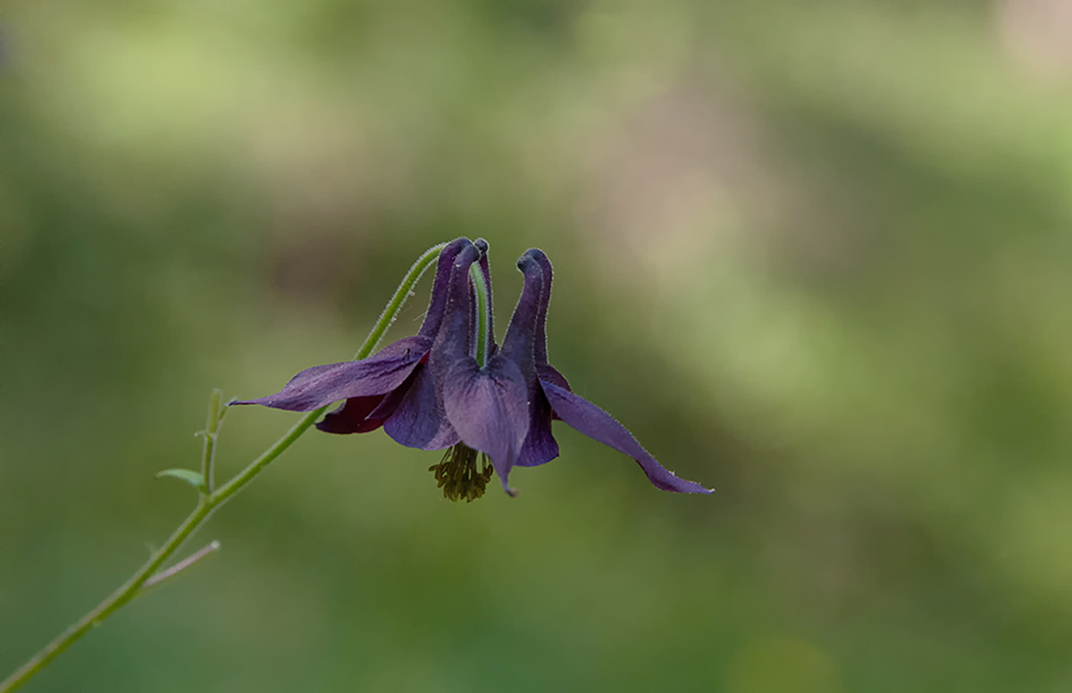 aquilegia comune