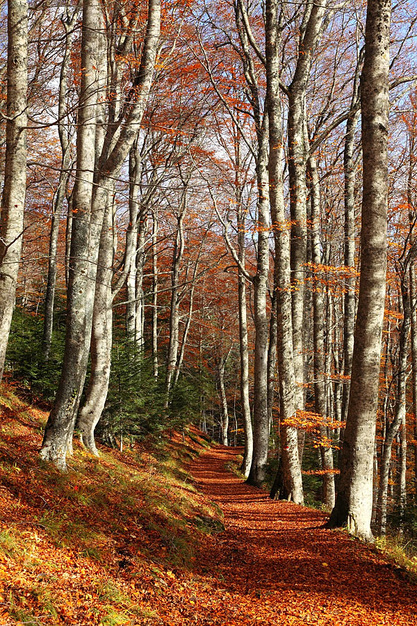 Una strada nel bosco
