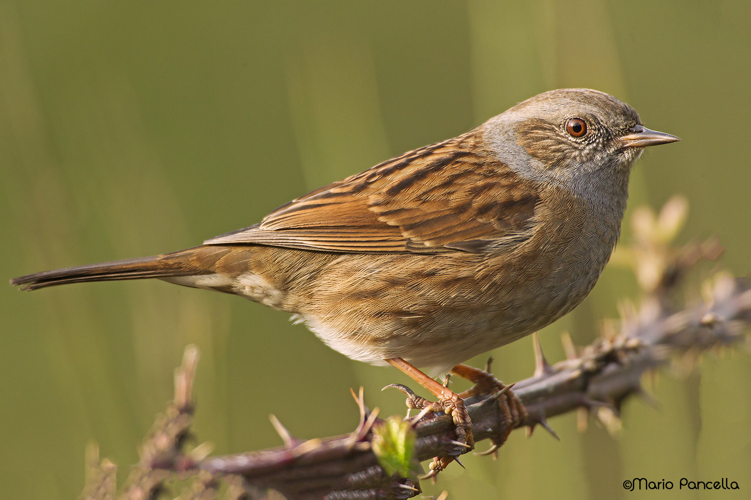 Stiamo vicini vicini