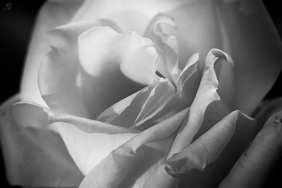 ..tribute to France..