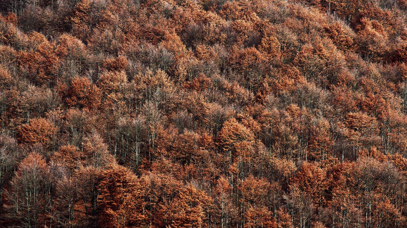 Ruggine di fine autunno