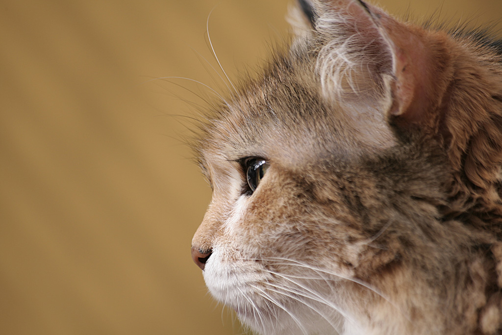 Che bel profilo norvegese