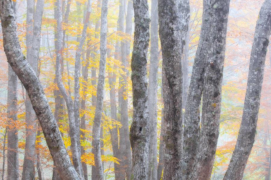 Avvolti nella nebbia