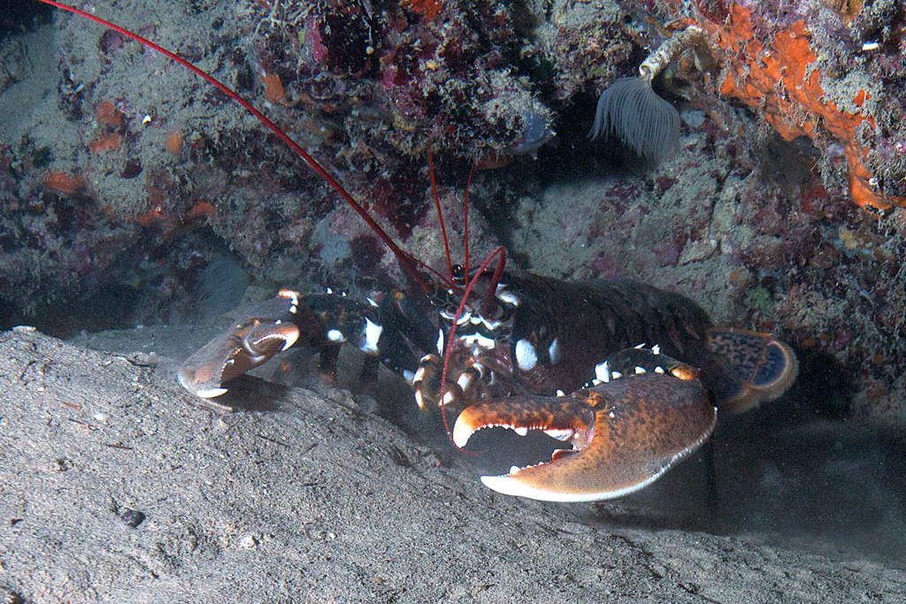 Ti faccio un mazzo cos�