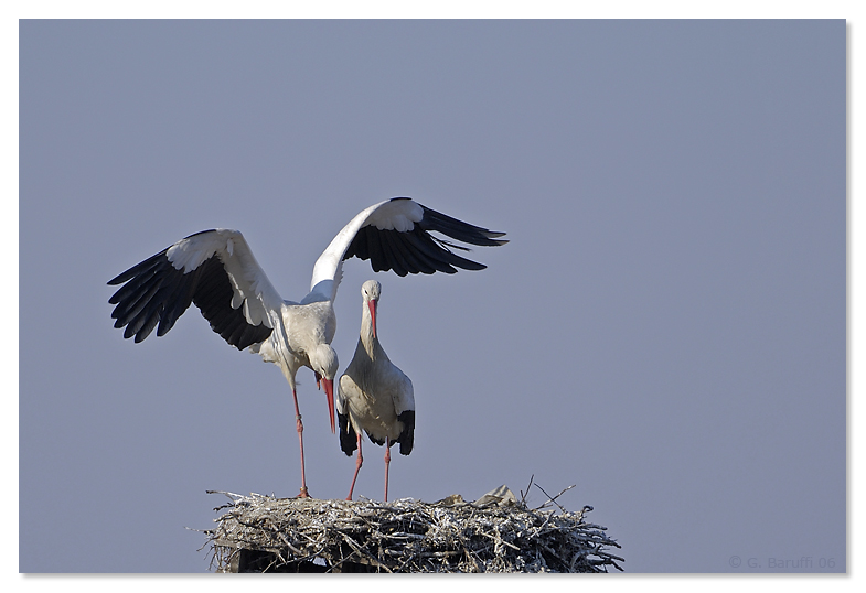 Ancora cicogne