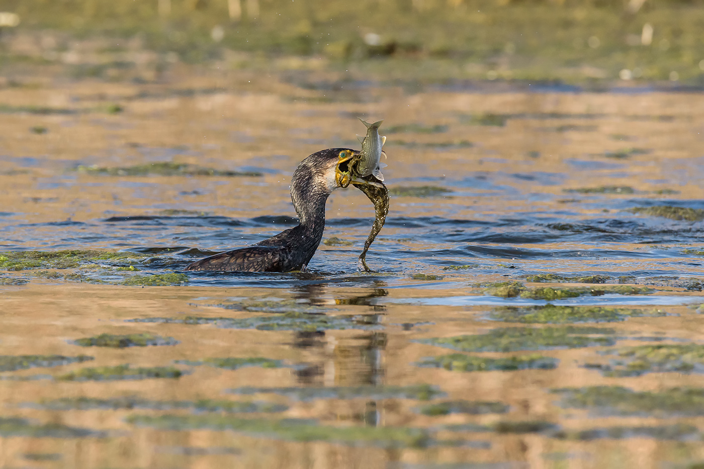 Pesce con contorno di alghe