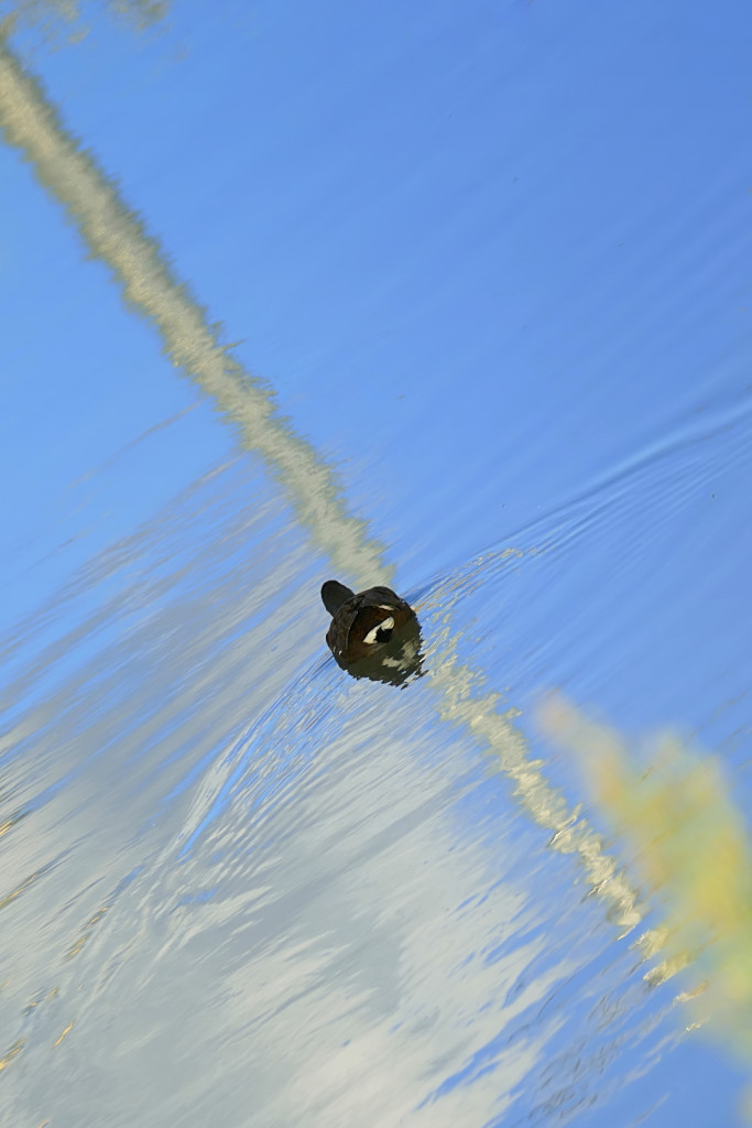 --- Sulla retta rotta ***