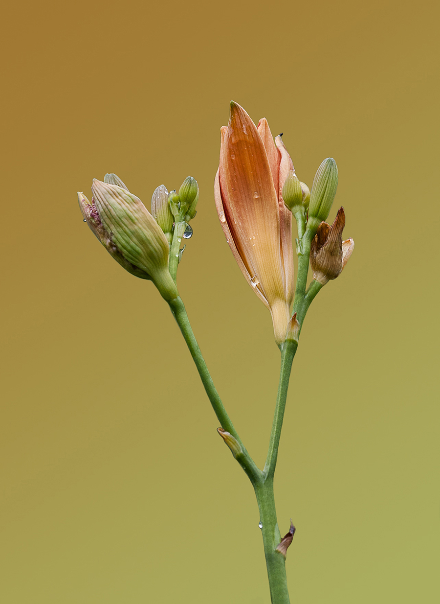 Giglio di S. Giovanni