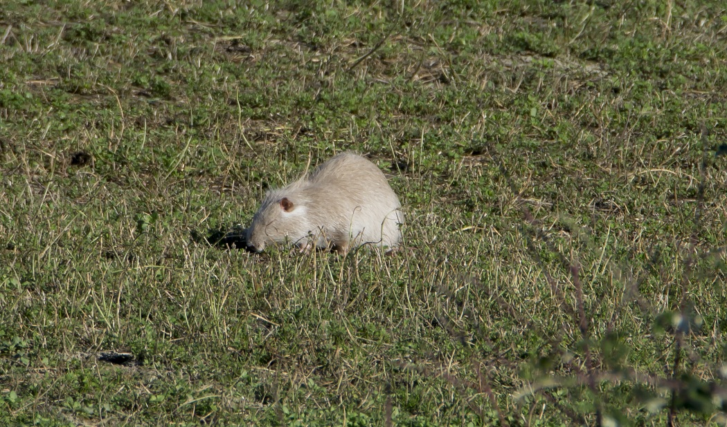 Nutria Bianca