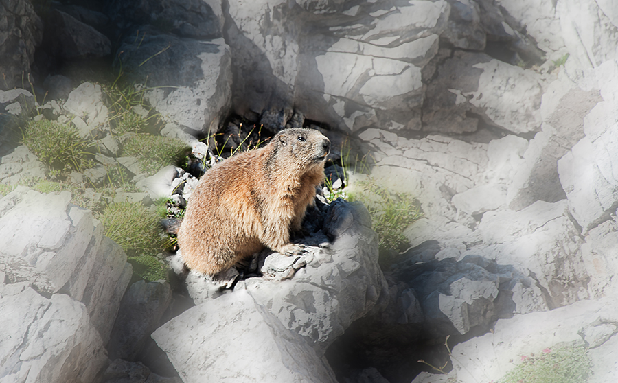 marmotta