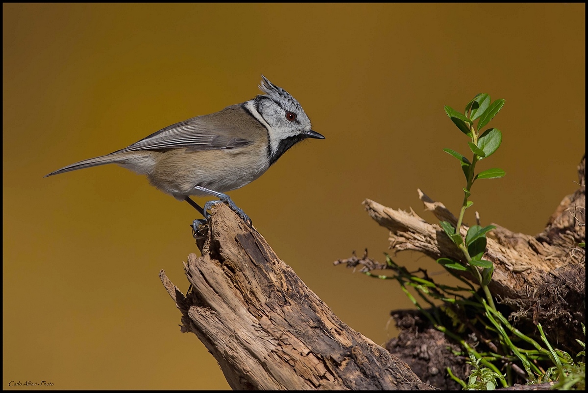 Crested Tit