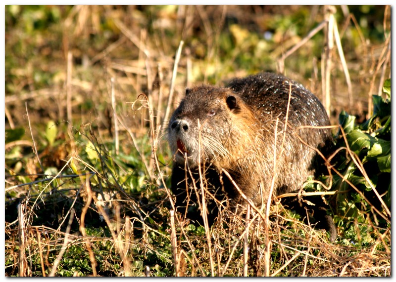 Nutria