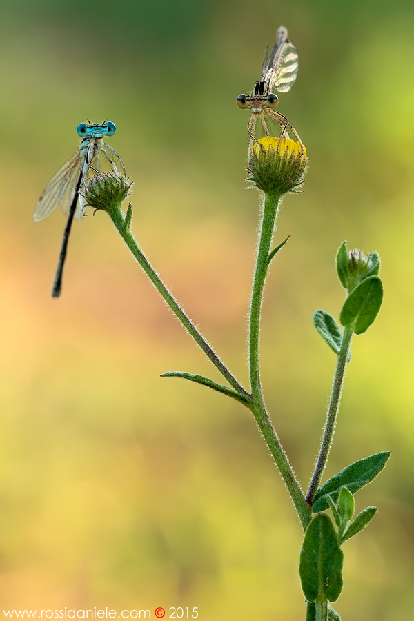Fratello e sorella...