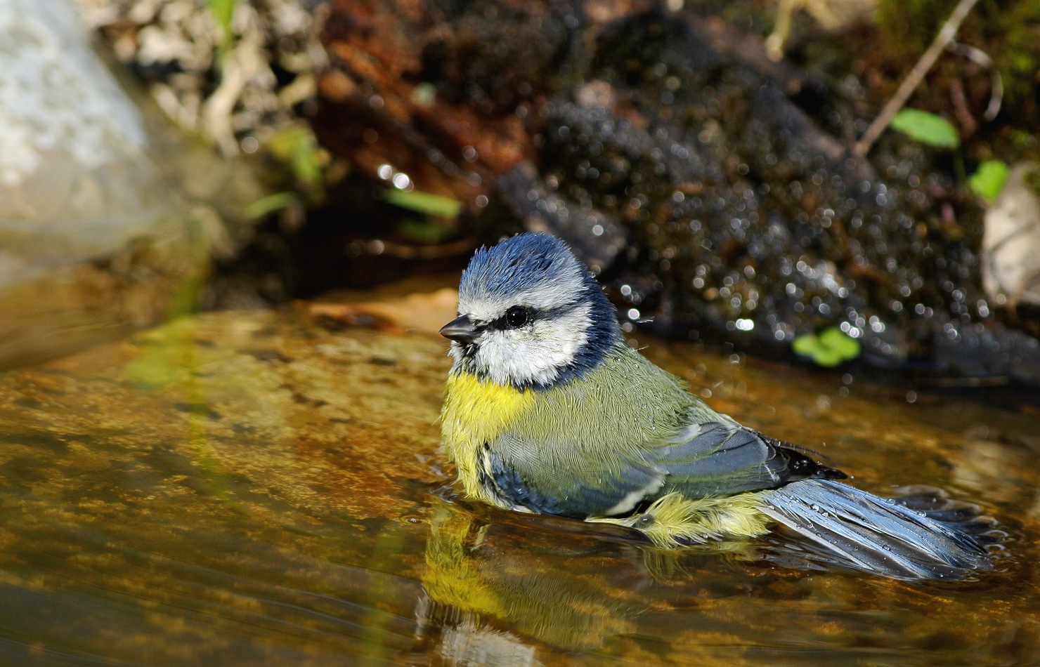 Cinciarella....a bagno