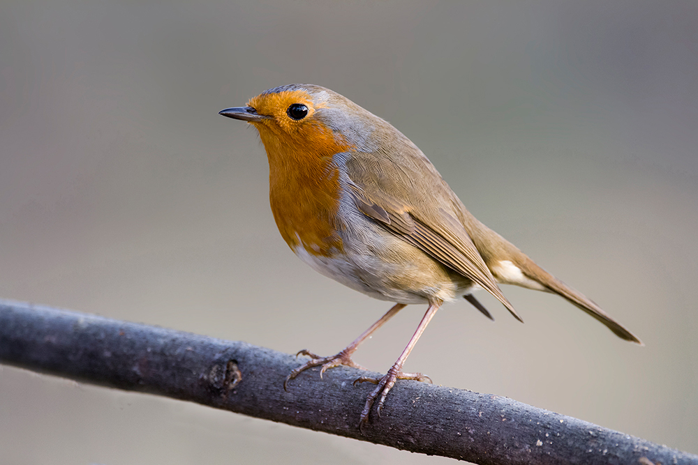 primi scatti sigma 150-600C