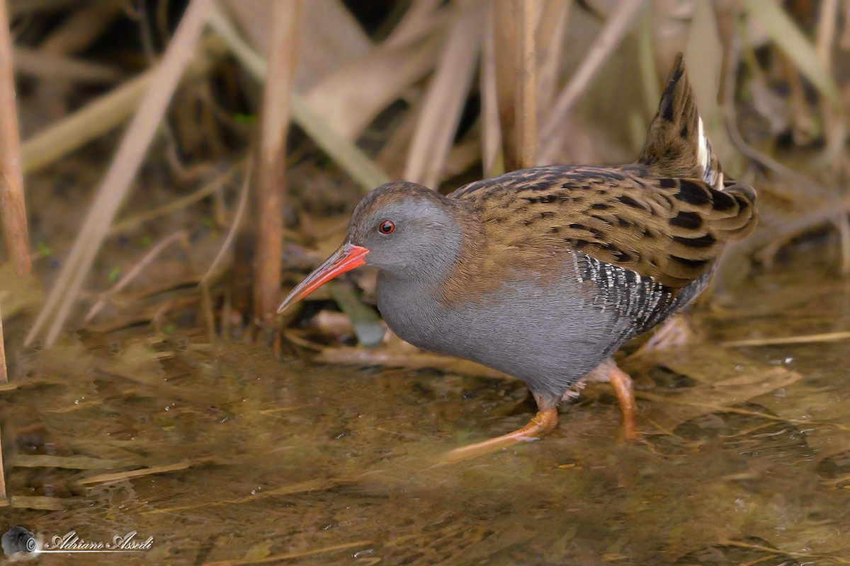Rallus aquaticus - porciglione