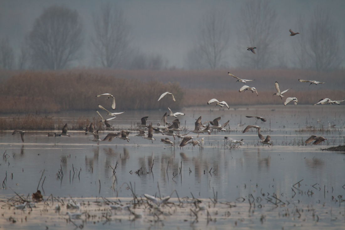 ...uccelli spersi per quel mondo vano... (*)