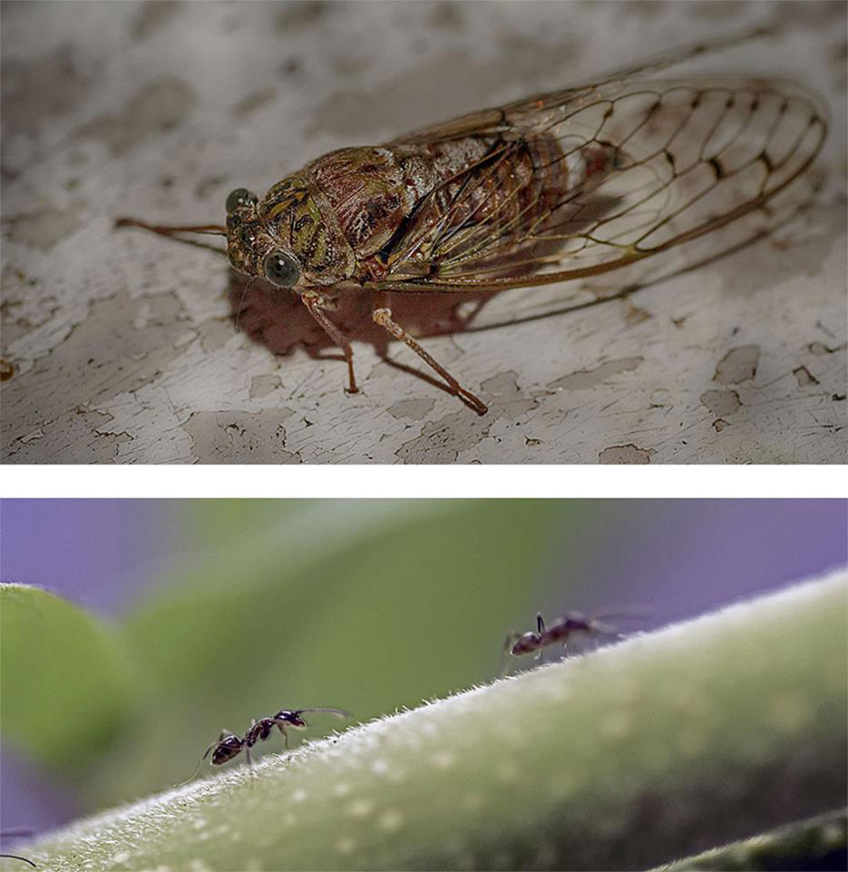 La cicala e le formiche