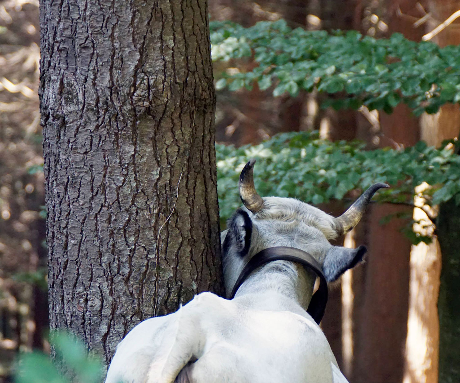 Un prurito improvviso....