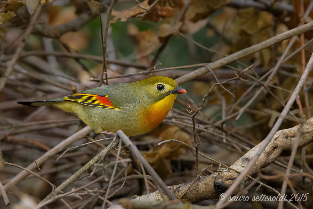 Usignolo del giappone