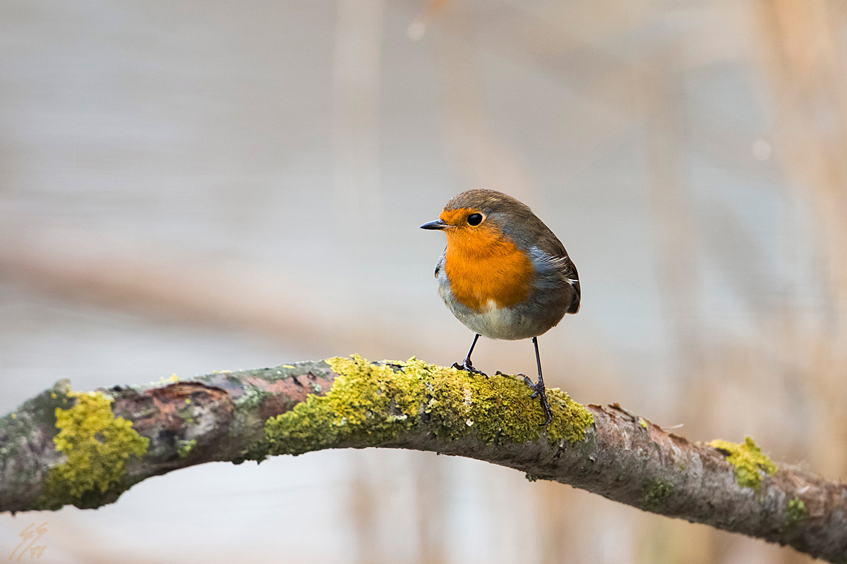 ..robin..
