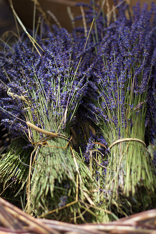 Lavande et lavandine 3/3