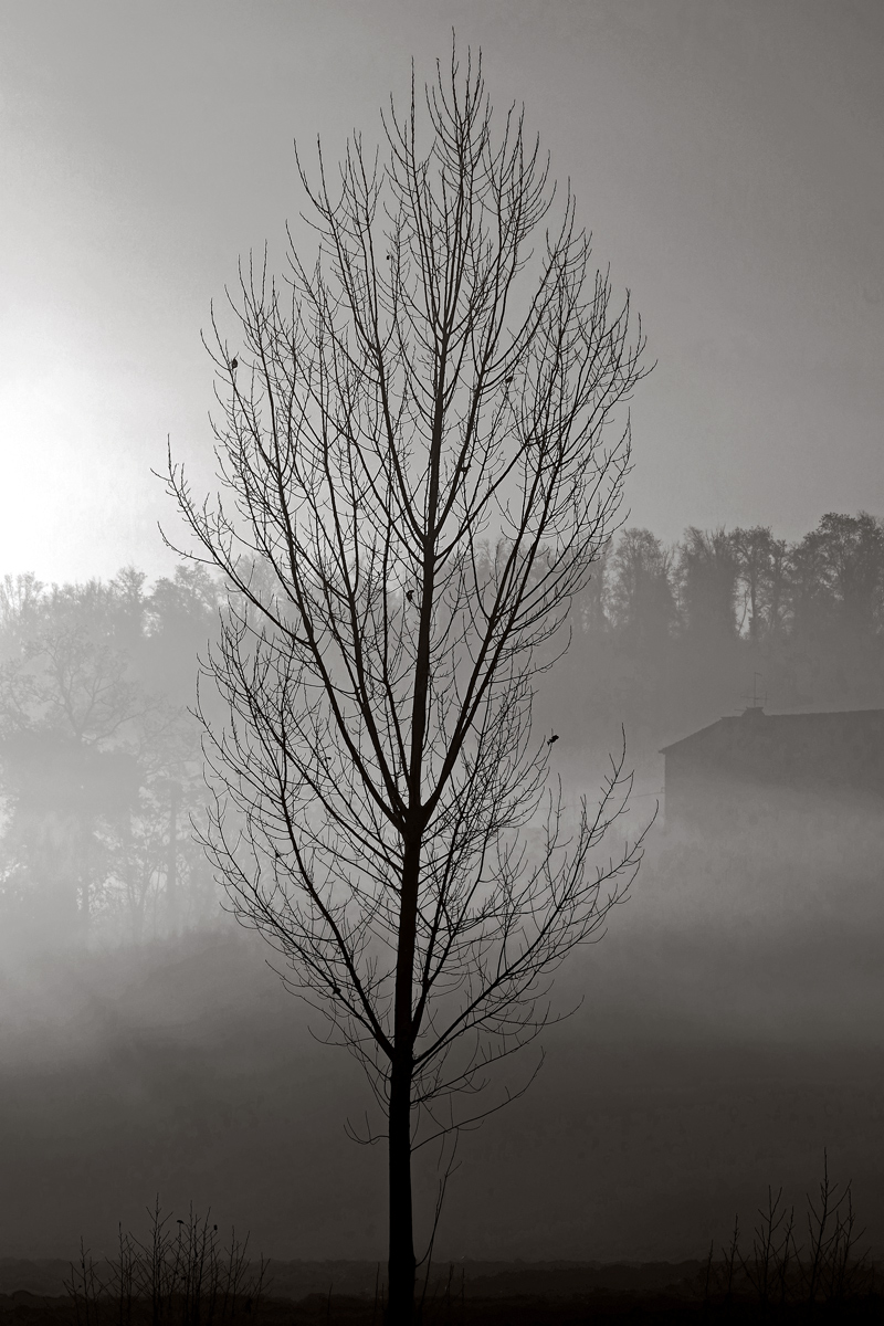 L'albero spoglio