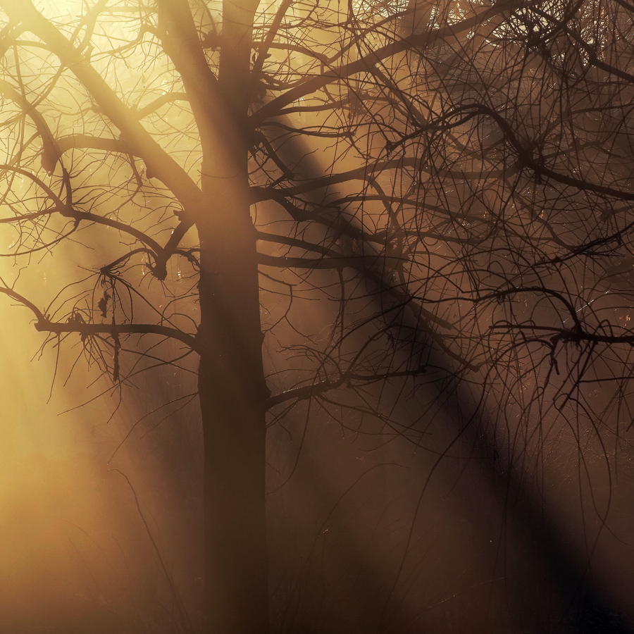 Controluce tra i rami