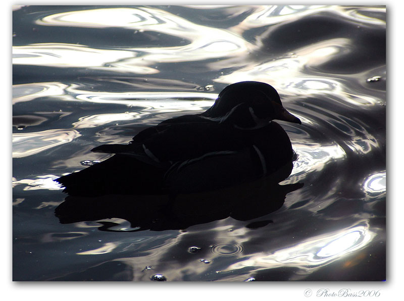Mandarina controluce