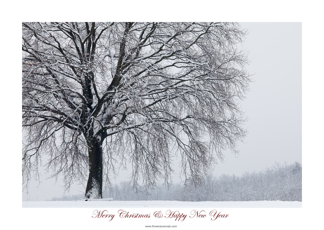 Merry Christmas & Happy New Year