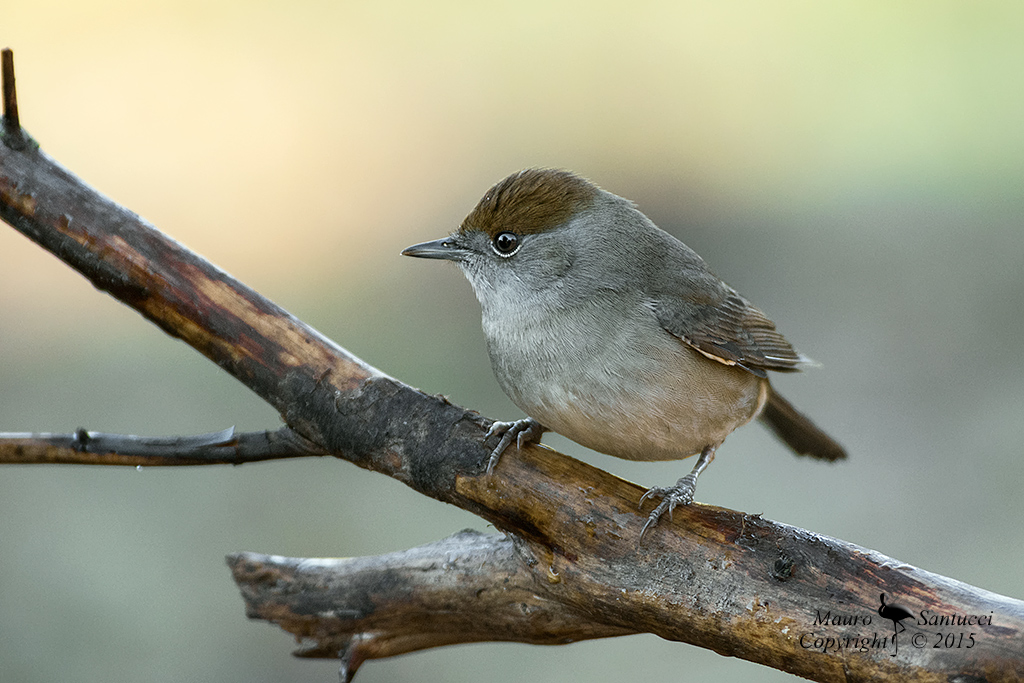 Capinera_la femminuccia