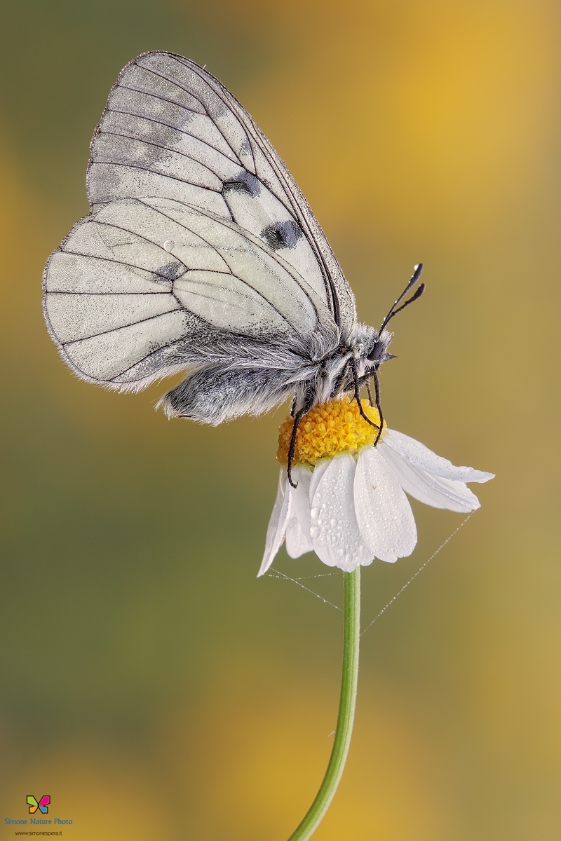 Parnassius.....