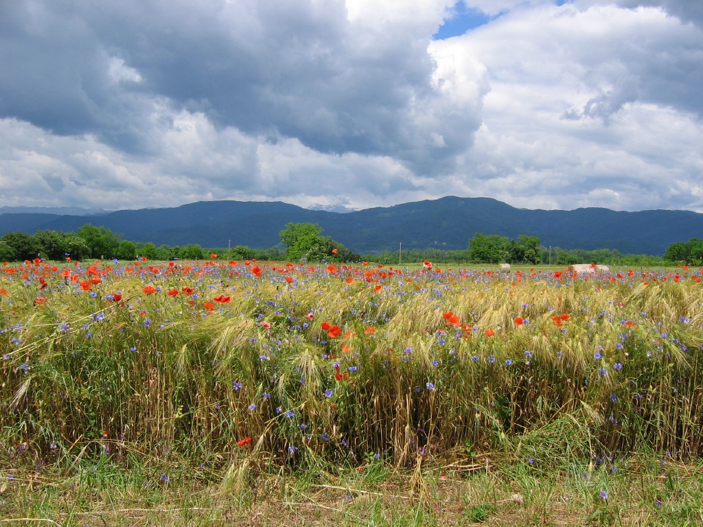 Campo di papaveri e fiordalisi