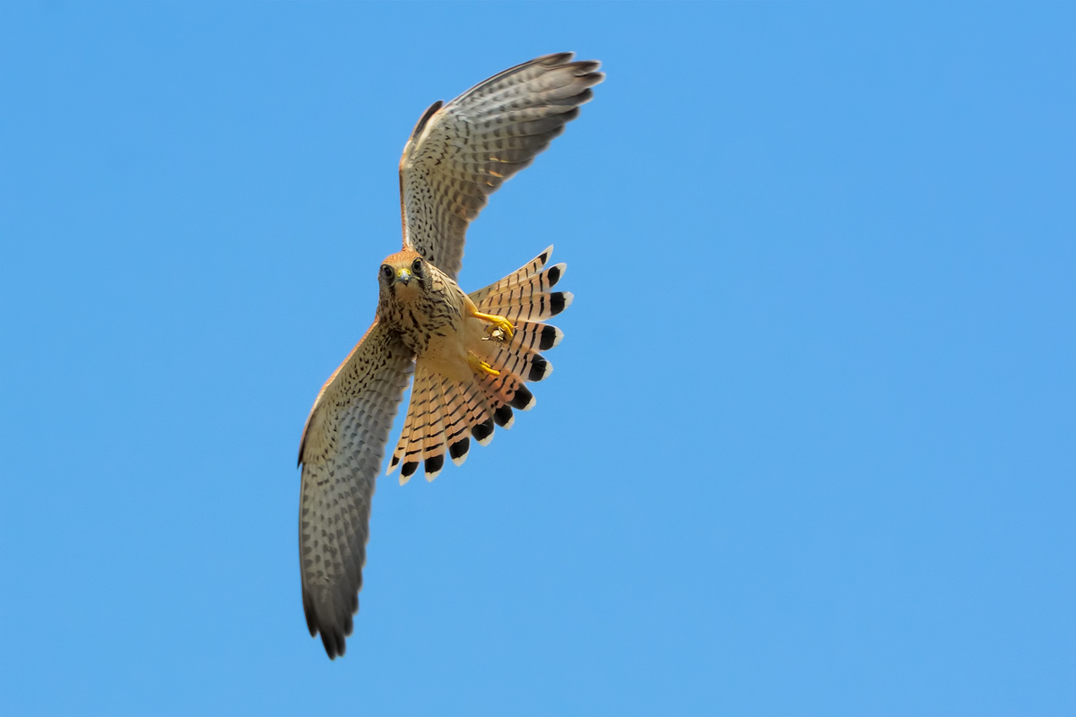 Gheppio (Falco tinnunculus)