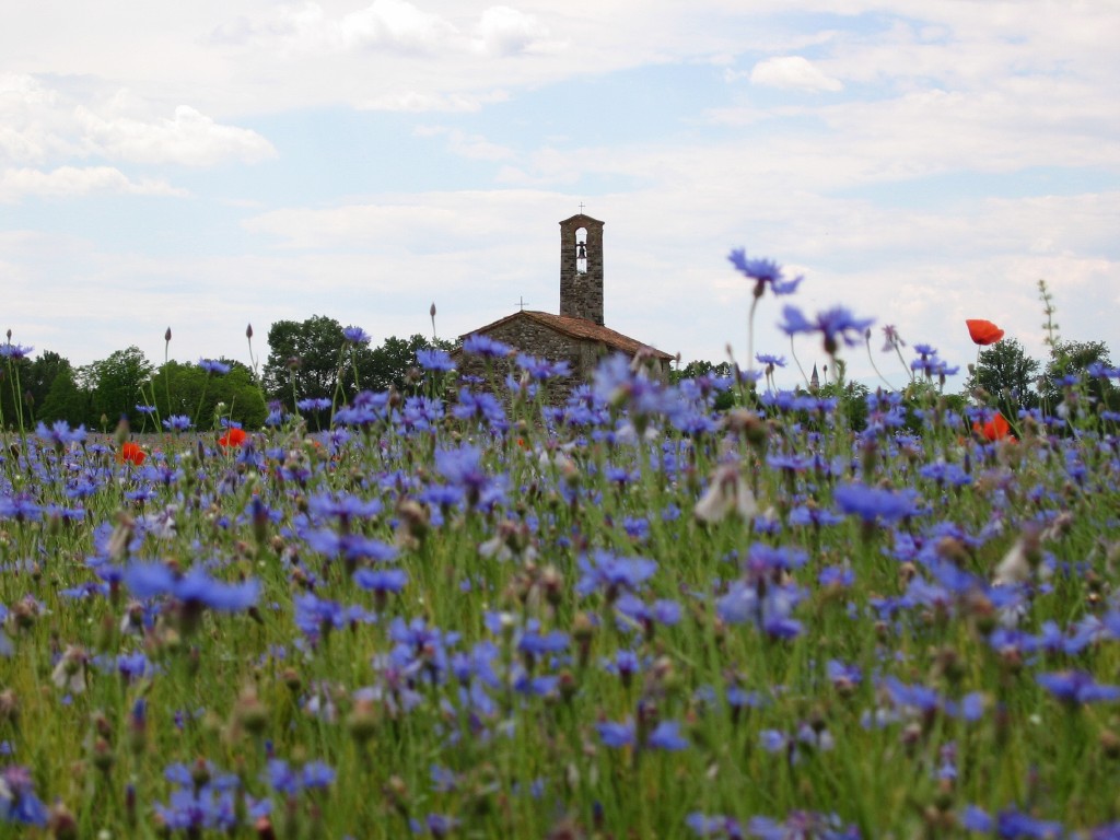 Fiordalisi, papaveri e chiesetta