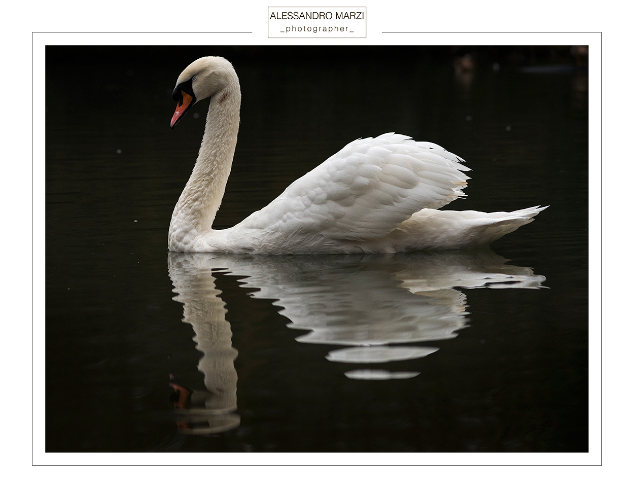 Sua maest� .. il cigno!