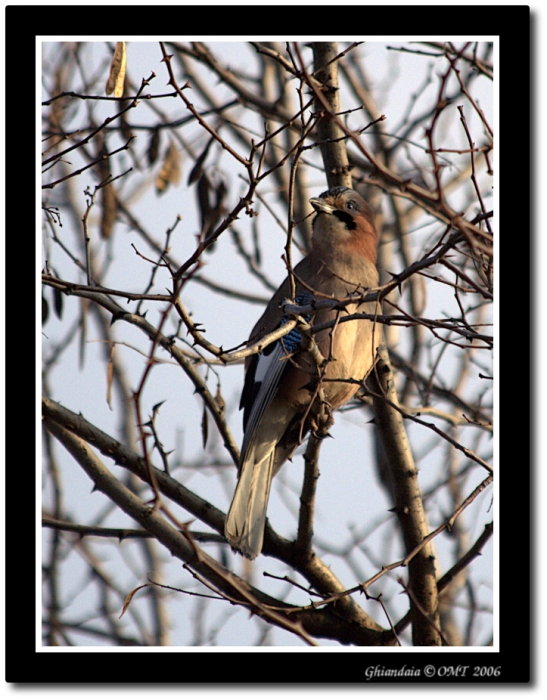 Ghiandaia tra le spine