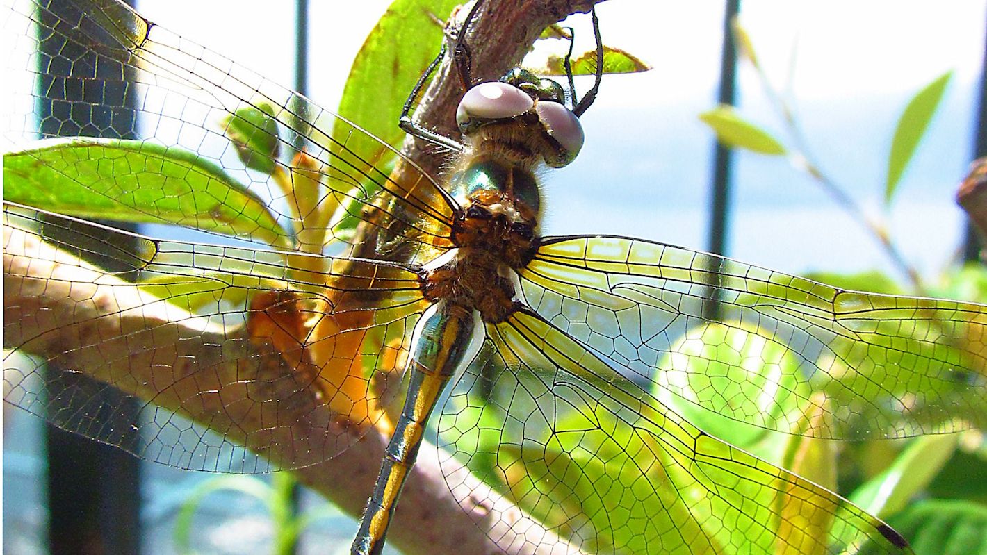 Libellula