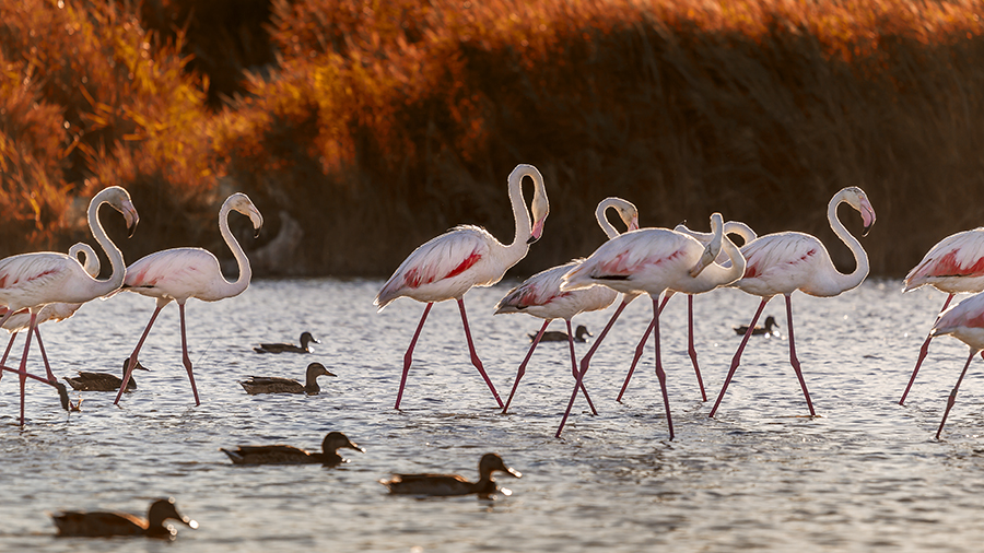 Flamants Roses