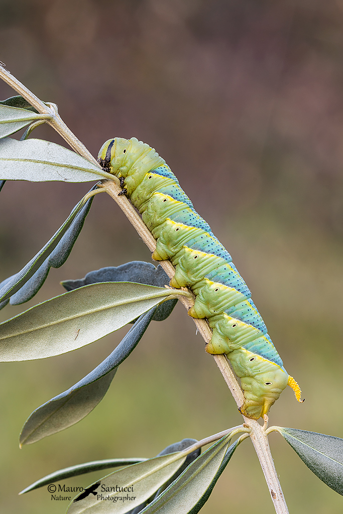 Acherontia-atropos_Sfinge-testa-di-morto