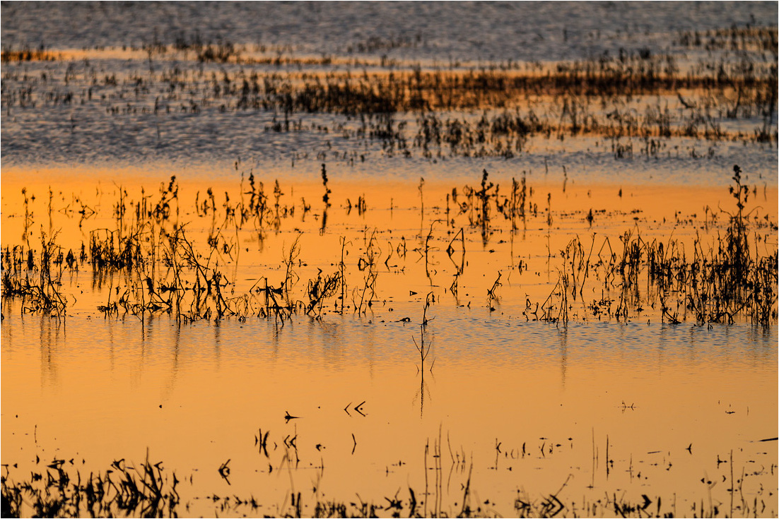 Ultime luci sul padule