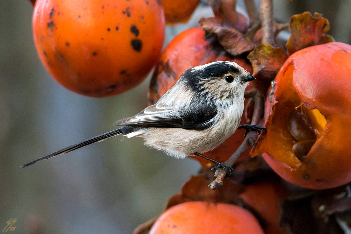 ..aegithalos caudatus..
