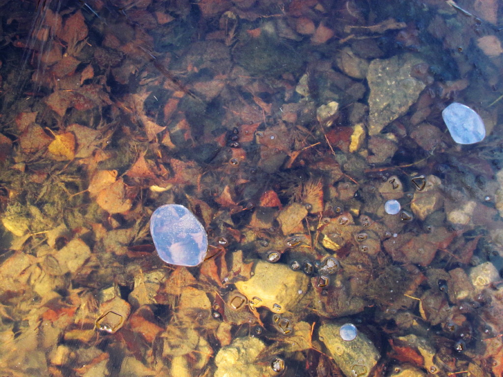 trasparenze al gelo 1