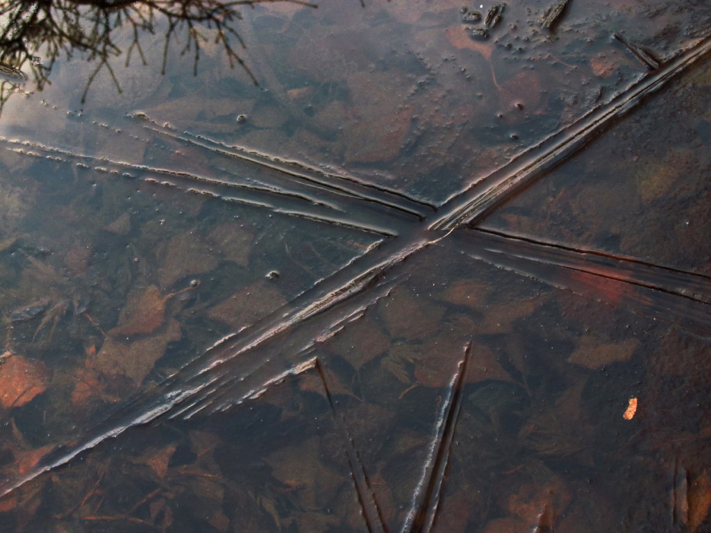 trasparenze e riflesso al gelo